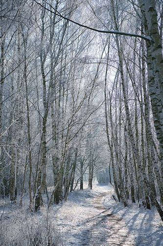 Winterlandschap met berkenbomen bedekt met sneeuw en vorst