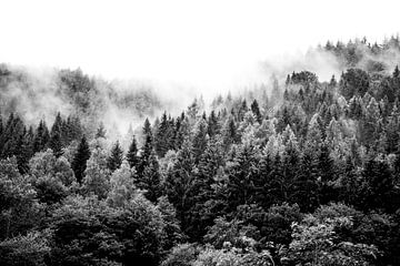 Zwarte woud in Duitsland, mist in zwart/wit