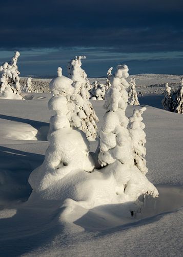 Besneeuwde Bomen, Noorwegen