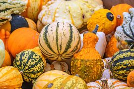 Pumpkin variety by Photoart-Naegele