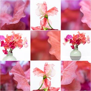 Lathyrus - collage 1