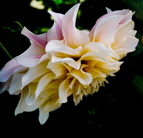 Clematis bloem op zwarte achtergrond