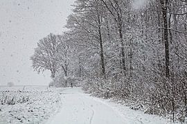 Le cycliste solitaire dans la forêt d'Eyser