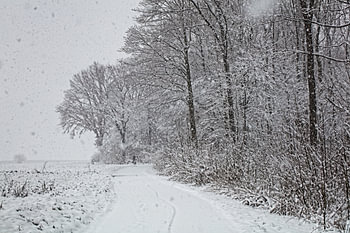 De eenzame fietser aan het Eyserbos