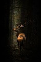 Majestätische Hirsche im Wald