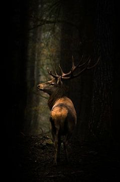Majestueus hert in het bos van Yoyce Garritsen