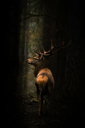 Cerfs majestueux dans la forêt