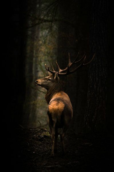 Majestätische Hirsche im Wald von Yoyce Garritsen
