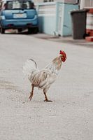 Curaçao - Haan op straat