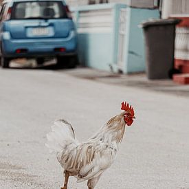 Curacao - Hahn auf der Straße von Rowenda Hulsebos