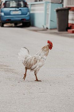 Curaçao - Haan op straat van Rowenda Hulsebos