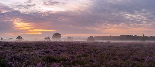 Panorama Loonse und Drunense Dünen