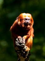 Lion Monkey