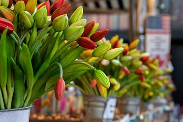 Tulpen aus Amsterdam von t.ART