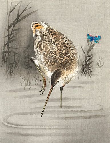 De Pinokkiovogel liegt zijn kostje bij elkaar