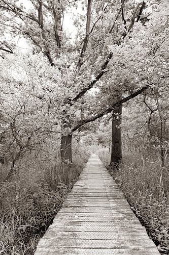 Straight through the forest