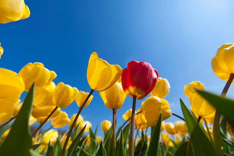 Tulpen by Ben Deiman