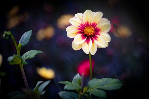 Radiant Dahlia in Evening Light