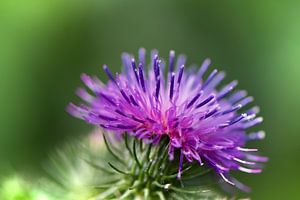 purpel distel sur Mieke Verkennis