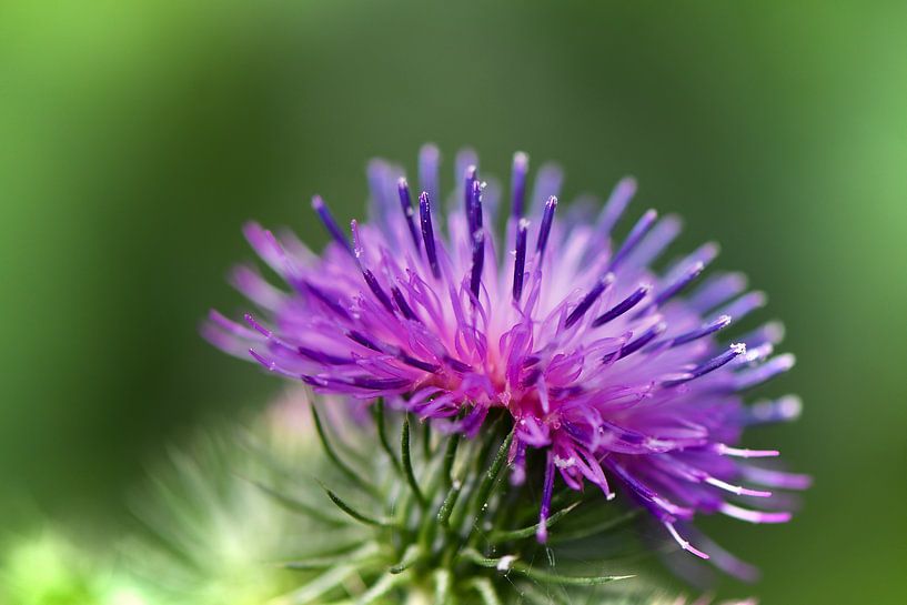 purpel distel by Mieke Verkennis