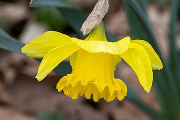 Narcisje van Melany Lampe