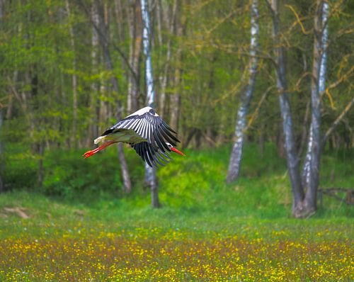 Une cigogne blanche survole un champ