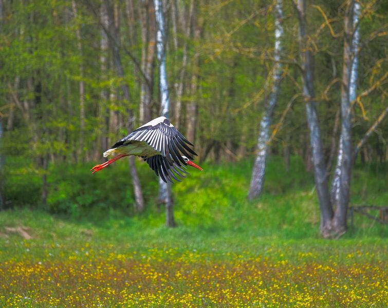 Weißstorch fliegt über einem Feld von ManfredFotos