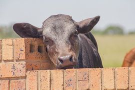 peekaboo by Marijke Arends-Meiring