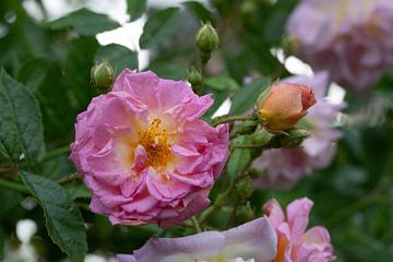 Blüte einer Kletterrose von ManfredFotos