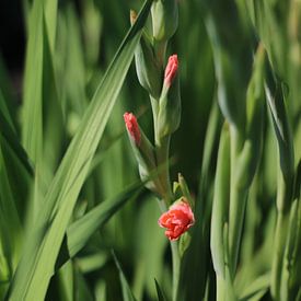 Gladiolus in the picking garden by Eveline Fotografie