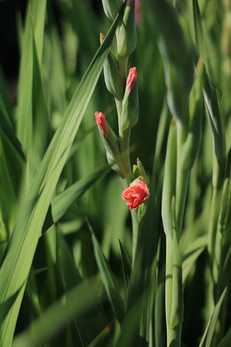 Gladiool in de pluktuin