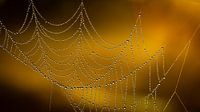Spinnenweb met waterdruppels