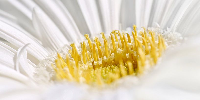 Gerbera by Violetta Honkisz