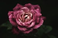 Rose mit Wassertropfen von Awesome Wonder Miniaturansicht