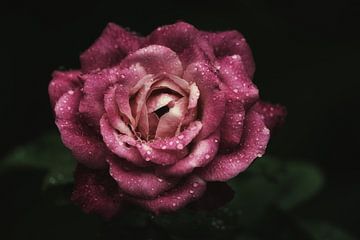 Rose with water drops 