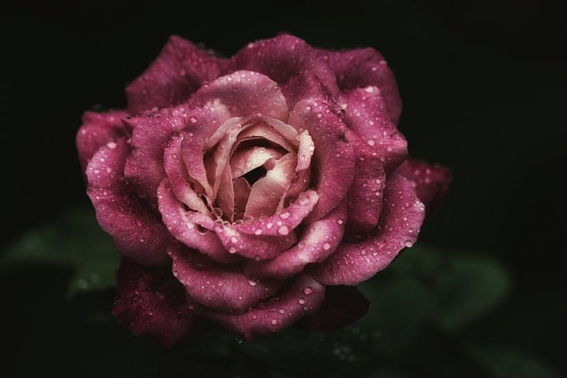 Rose mit Wassertropfen von Awesome Wonder
