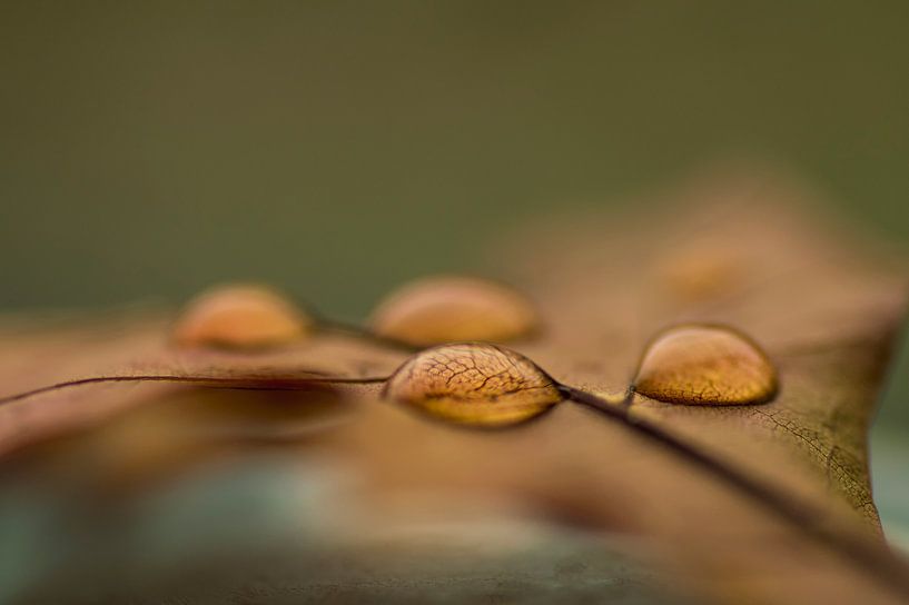 De herfst uitvergroot (druppels op een bruin herfstblad) van Birgitte Bergman