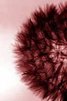 dandelion in colour