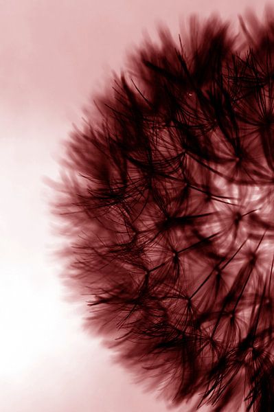 dandelion in colour by Lizette de Jonge