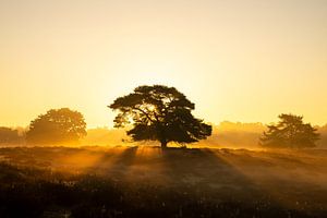 Westruper Heide, Haltern am See, Nordrhein-Westfalen, Deutschland