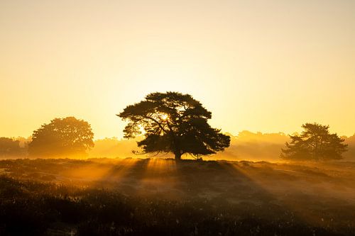 Westruper Heide, Haltern am See, Nordrhein-Westfalen, Deutschland