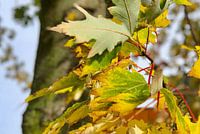 Colorful leaves
