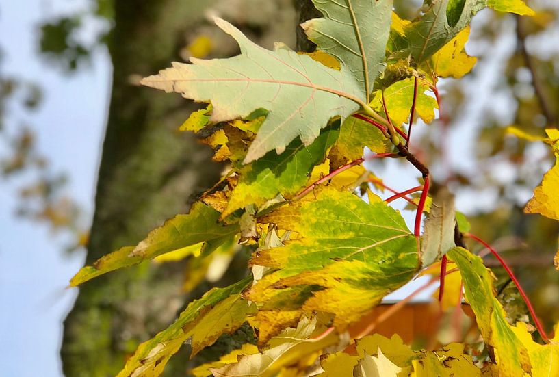 Colorful leaves by Jade Kaljee