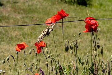 Der Mohn in verschiedenen Stadien seiner Existenz ist in der Landschaft zu finden. von Hans de Waay