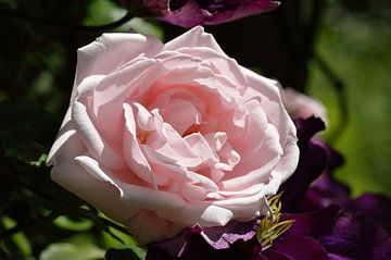 Beautiful big pink rose by Jeffry Clemens