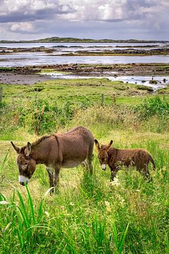Moeder ezel met jong aan de Ierse kust bij Galway van Hans Kwaspen