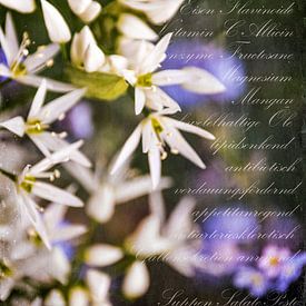 Ail des ours - Allium ursinum sur Christine Nöhmeier
