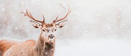 Deer in the snow by Poster Art Shop