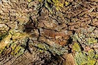Nature abstraction in bark and mosses