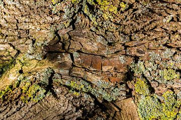 Abstractie in de natuur in schors en mossen van Lisette Rijkers